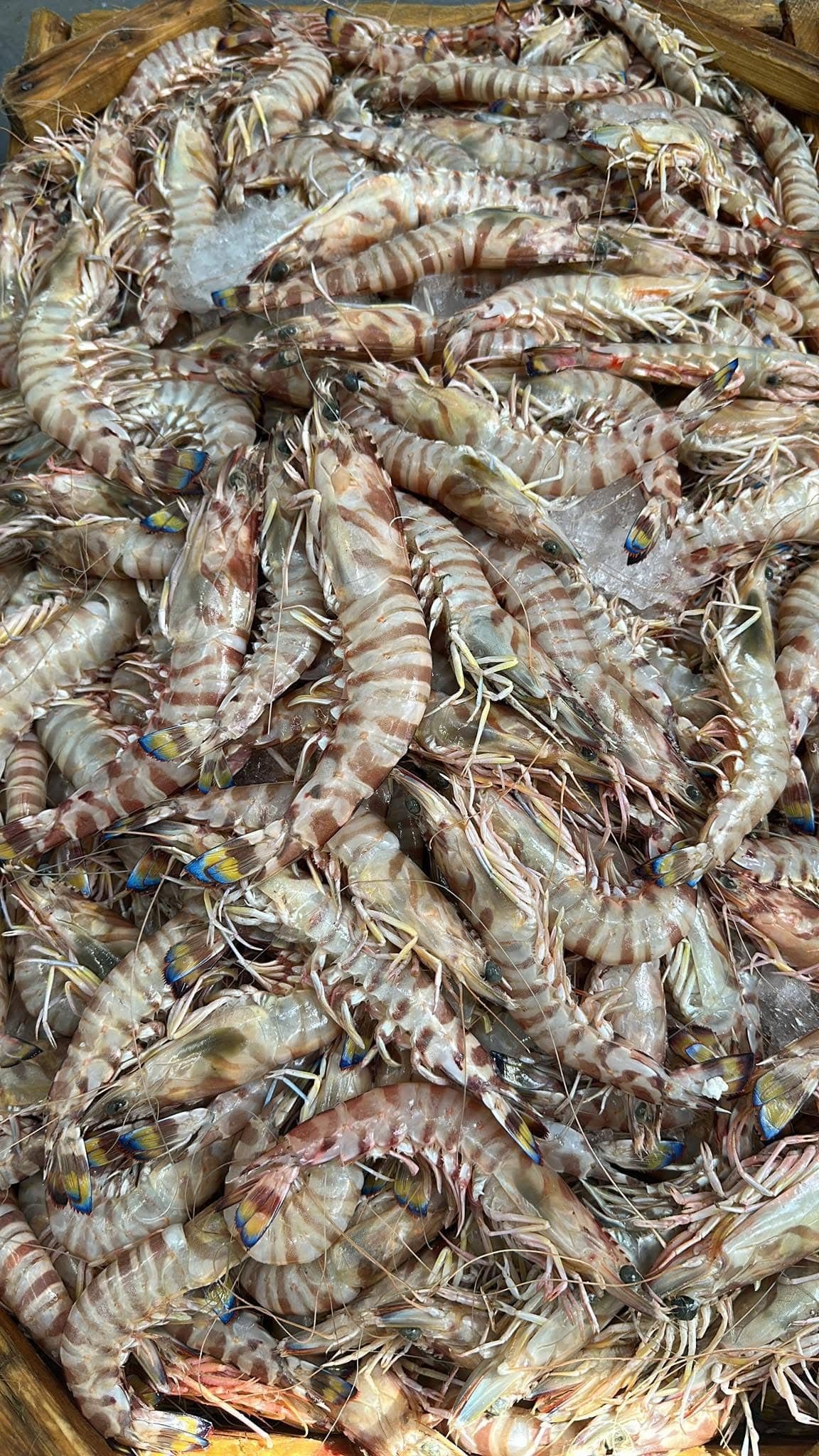 Loading fish crates for transport